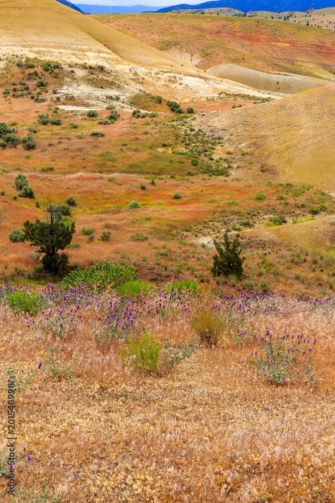 Obraz premium North America, United States, Oregon, Central Oregon, Redmond, Bend, Mitchell. Series of low clay hills striped in colorful bands of minerals, ash and clay deposits. Desert wildflowers.
