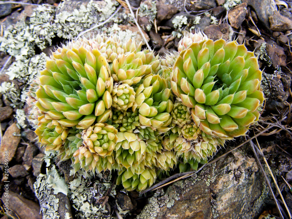 Closeup of Dunce’s Caps (Orostachys spinosa) on the rocks of the South Ural Closeup of Dunce’s Caps (Orostachys spinosa) on the rocks of the South Ural