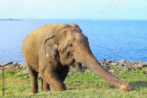 big Asian elephant stands near the ocean