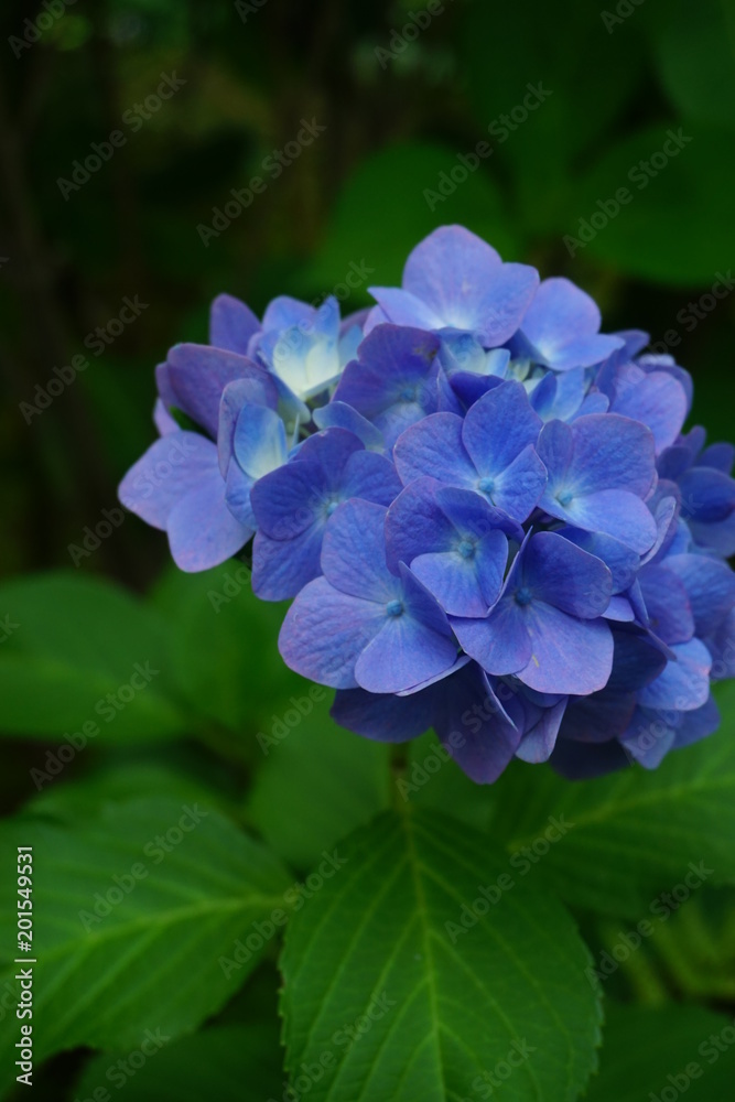 梅雨の紫陽花