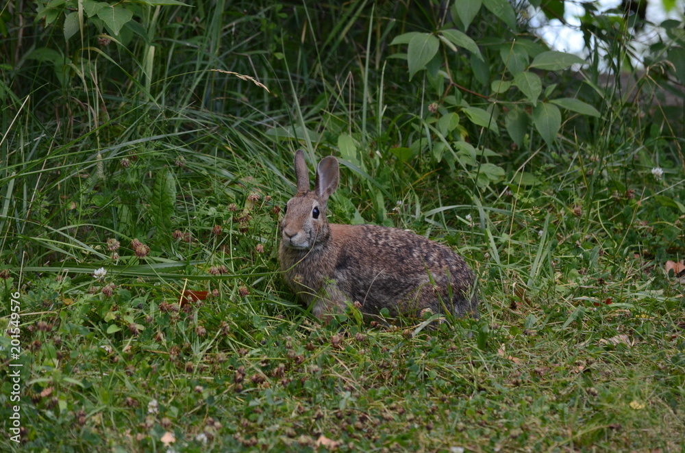 Fototapeta premium Eastern Cottontail Rabbit