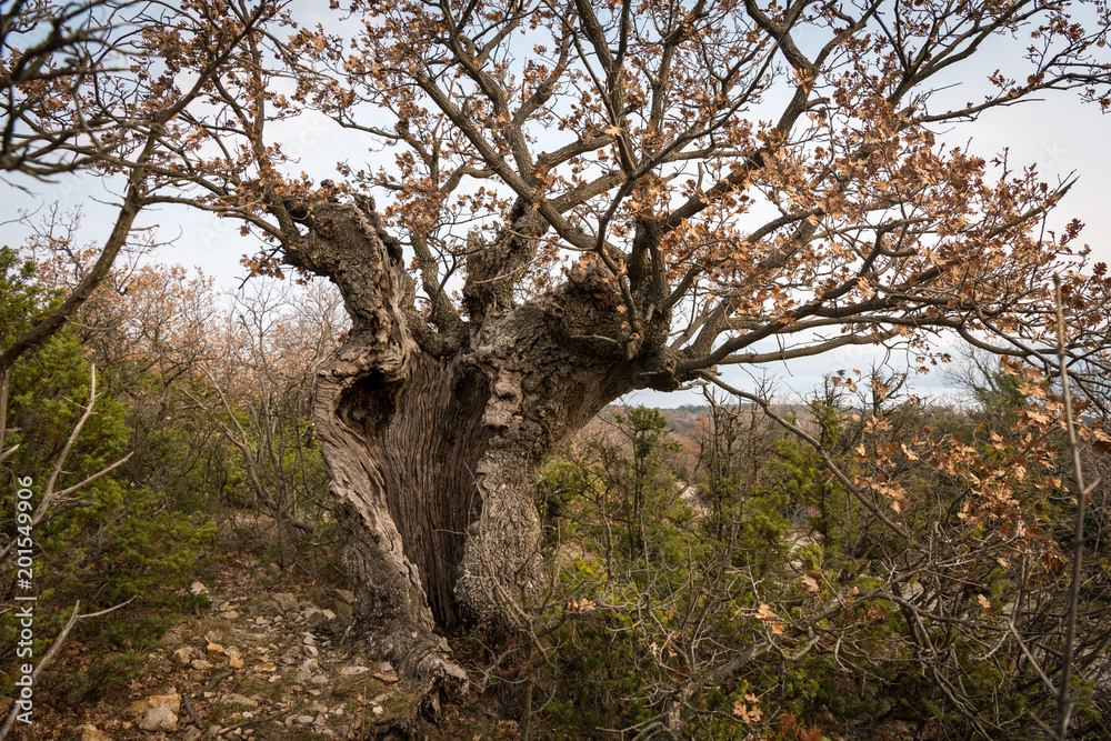 An old oak tree with cavities and holes in Croatia An old oak tree with cavities and holes in Croatia