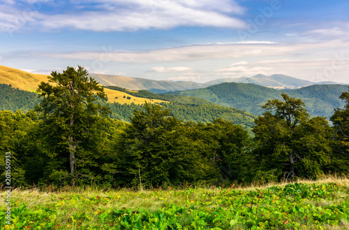 beech forest of the Svydovets mountain ridge. beautiful summer landscape of Carpathians, Ukraine photo