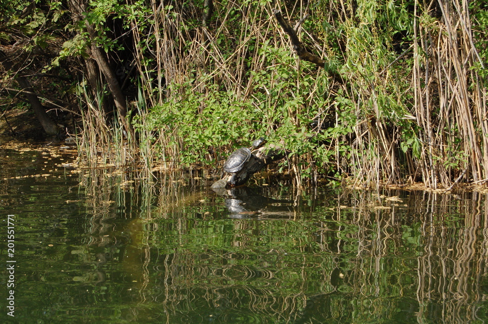 Obraz premium turtles