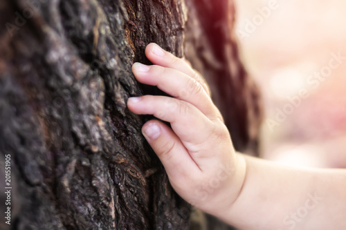 Caucasian Childs hand located on an old stump bark trunk palm on aged oak tree