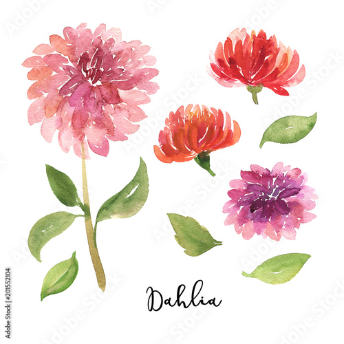 Foto Set of sketch, sumi-e watercolor dahlia flowers