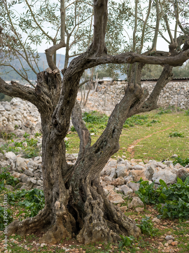 An olive tree with interesting roots in Croatia An olive tree with interesting roots in Croatia