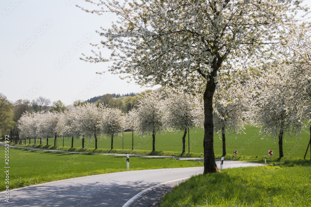 Baumallee blühend an Straße im Frühling