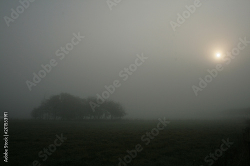 arbres dans le brouillard