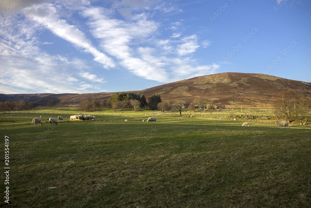 Scottish landscape and sheep grazing in the meadow. Angus, Aberdeenshire, Scotland, UK.