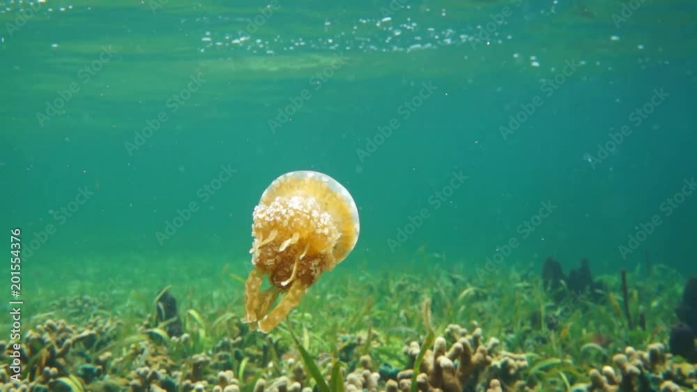 A spotted jelly jellyfish, Mastigias sp., in shallow water, underwater