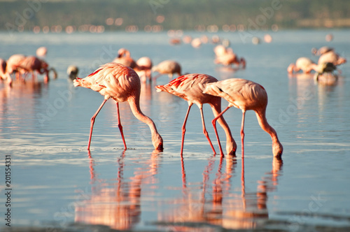 The lesser flamingoes (Phoenicopterus minor) at lake Nakuru, Kenya.