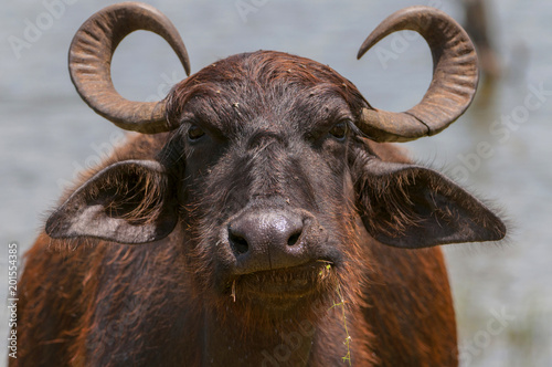 Asian water buffalo, wild water buffalo, carabao (Bubalus bubalis, Bubalus arnee), Yala National Park, Sri Lanka, Asia. photo