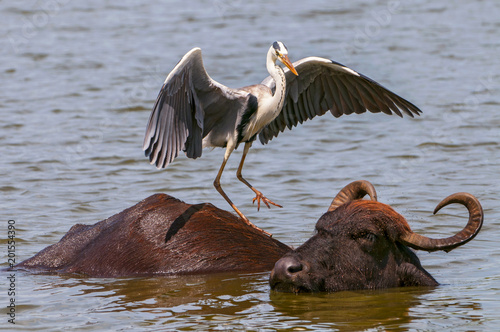 Grey heron (Ardea cinerea) and Asian water buffalo (Bubalus bubalis) in Yala national park, Sri Lanka. photo