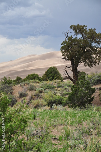 Old Tree in the Foreground of the Great Sand Dunes National Park  Colorado