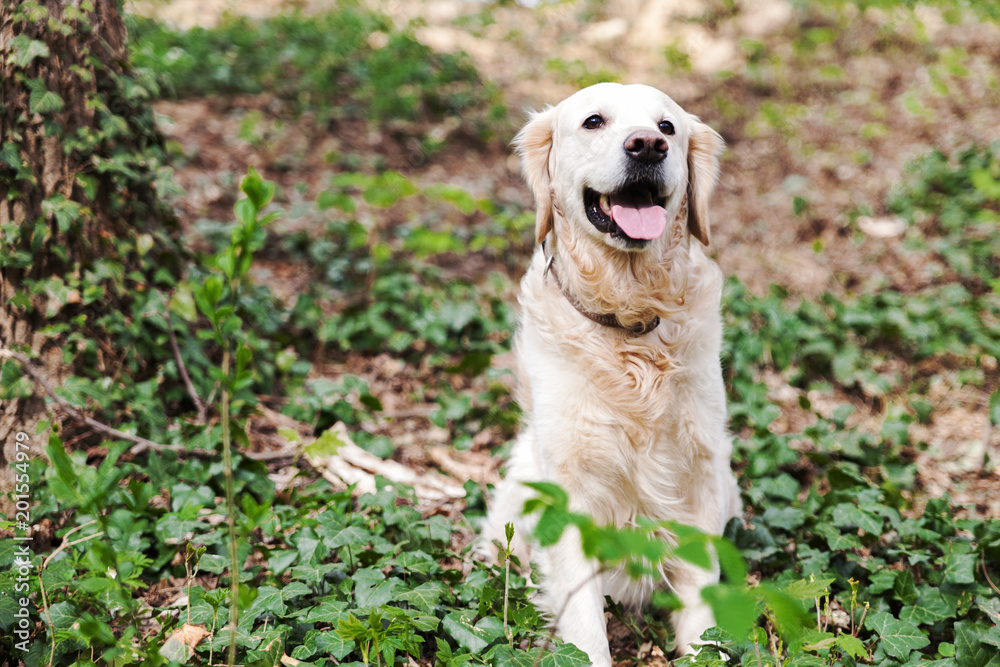 Happy smiling young adorable golden retriever dog sitting on spring green ivy grass in park or forest.  Adventures outdoor pets travel concept. Copy space background.