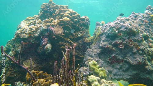 Marine life on a stony coral reef with Montastraea corals underwater in the Caribbean sea, Bocas del Toro, Panama, Central America, 50fps
 photo