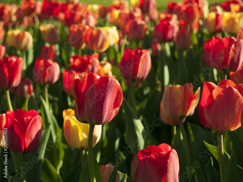 Très colorées et tres jolies tulipes dans le jardin jaunes, rouges, oranges