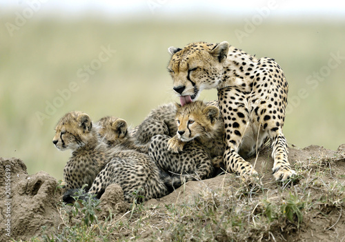 Cheetah mother and her cubs - Serengeti, Tanzania