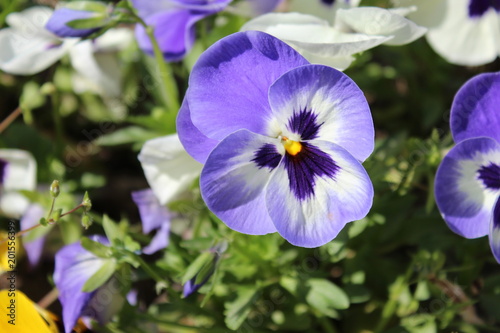 Blue pansy flower with a blurry background