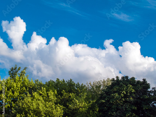 Tree tops, white clouds and blue sky on a sunny spring afternoon background. © Andrii A