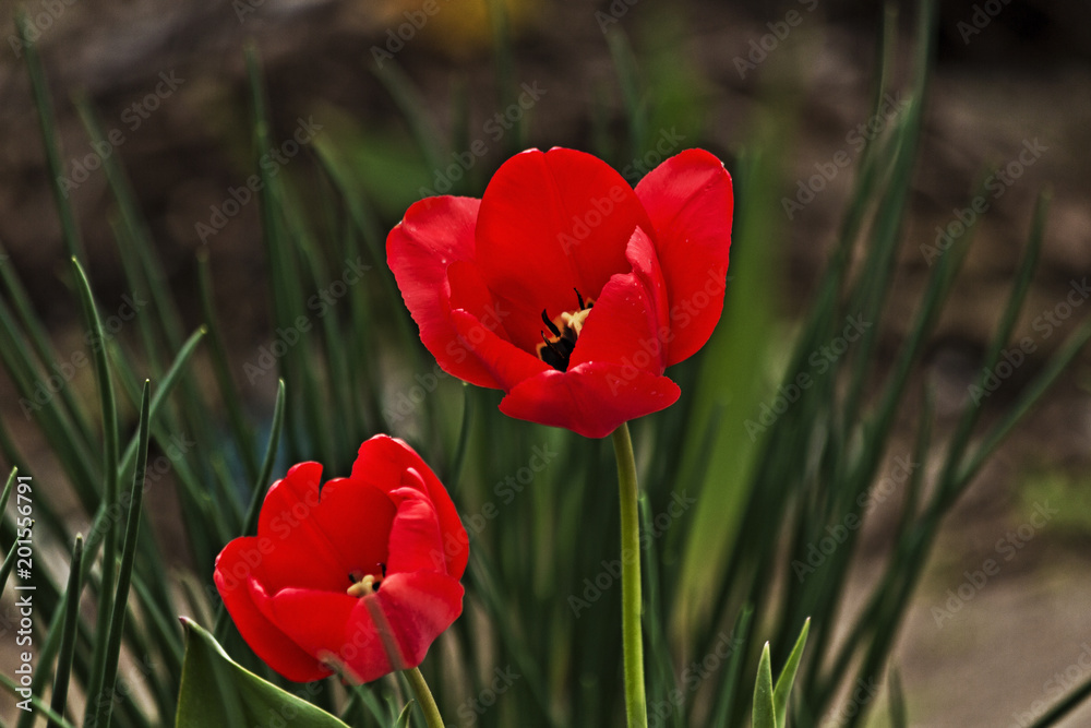 Tulips blossomed in spring on the backyard Tulips blossomed in spring on the backyard