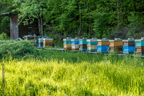 Bienenkästen am Waldrand