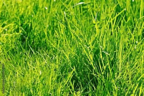 Thick green grass texture on spring sunny day, freshly grown, backlit by sun