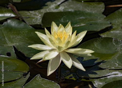 Yellow lotus with a green leaf backround from the Japon garden of Jardines de Mexico