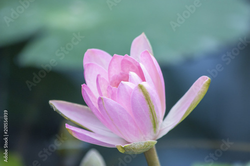 Pink water lilly with green leaf background