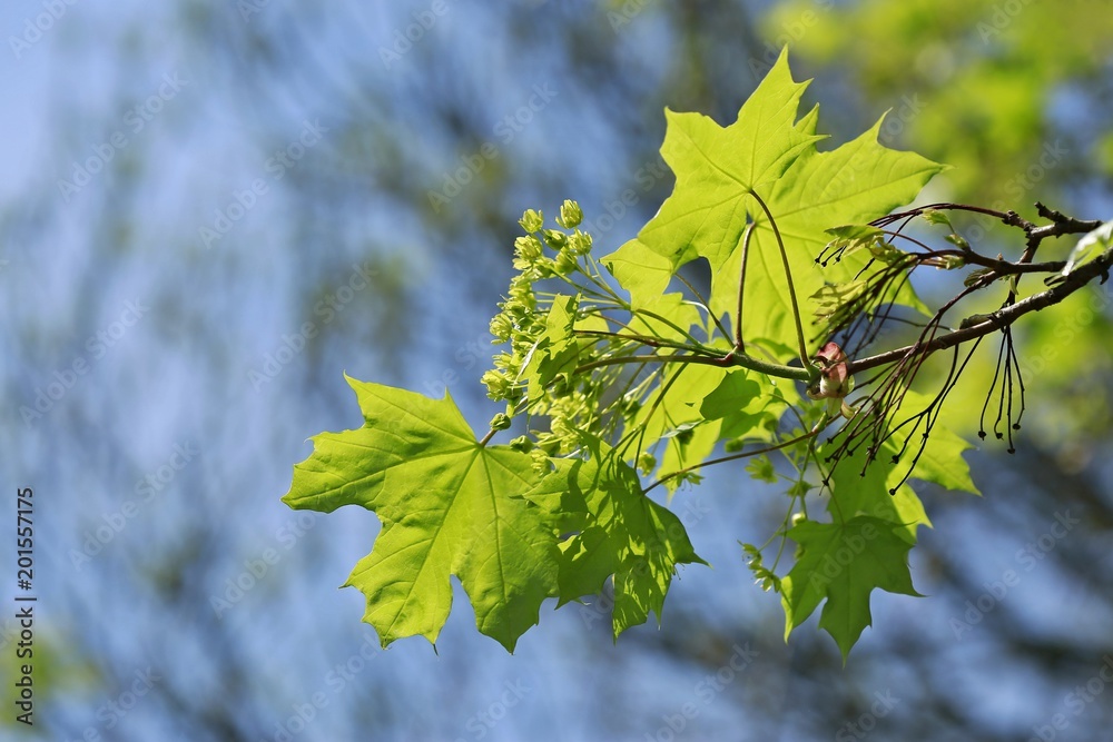 Acer platanoides, young fresh leaves of maple, transparent, backlit by sun, springtime, on a sunny day, blue sky, blurry background, copy space