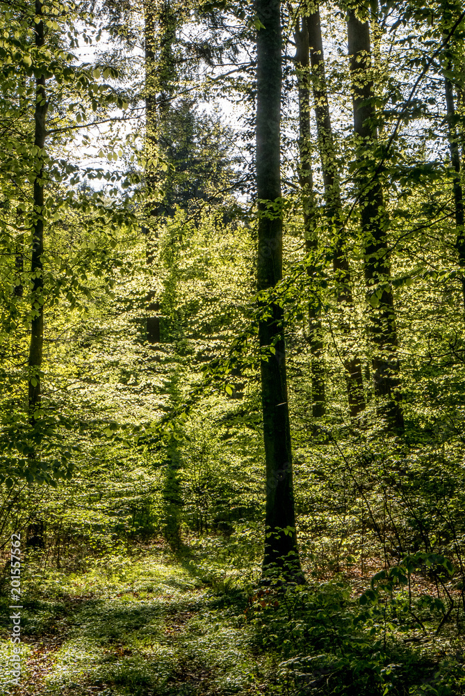 Obraz premium Sonnenstrahlen im Wald