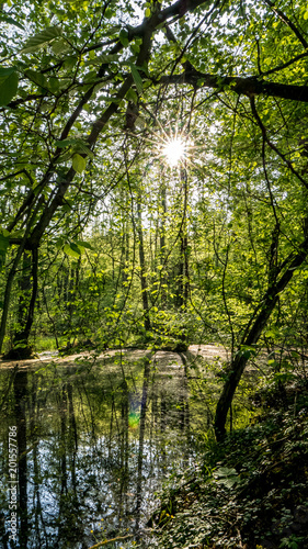 Sonnenstrahlen im Wald und Wasser