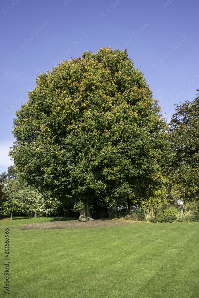 Fototapeta premium HDR Tree