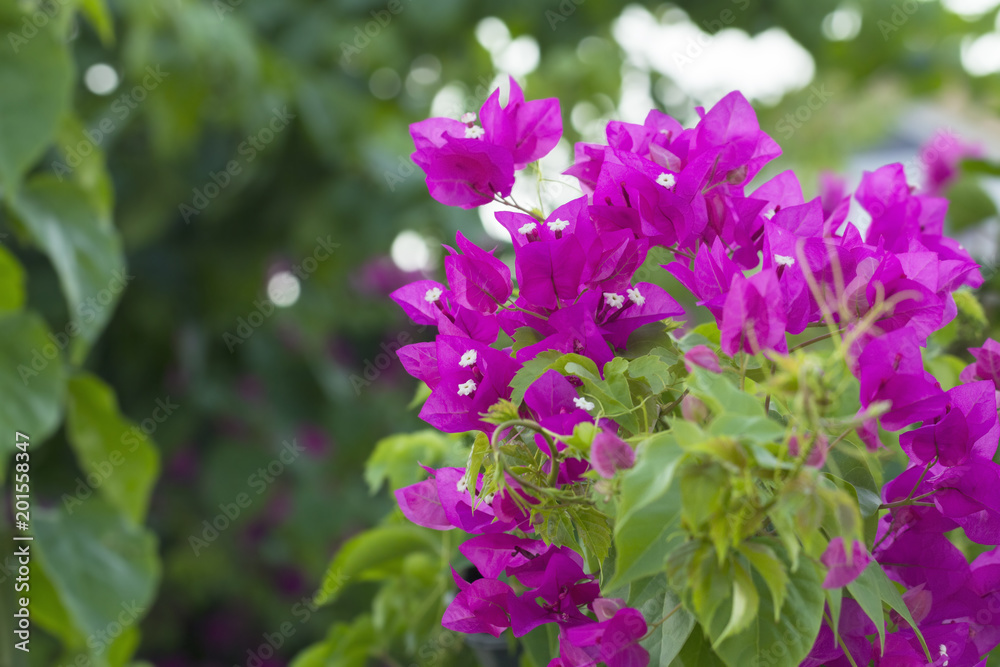 Red Bougainvillea flower Red Bougainvillea flower