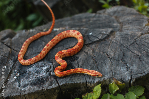 Snake