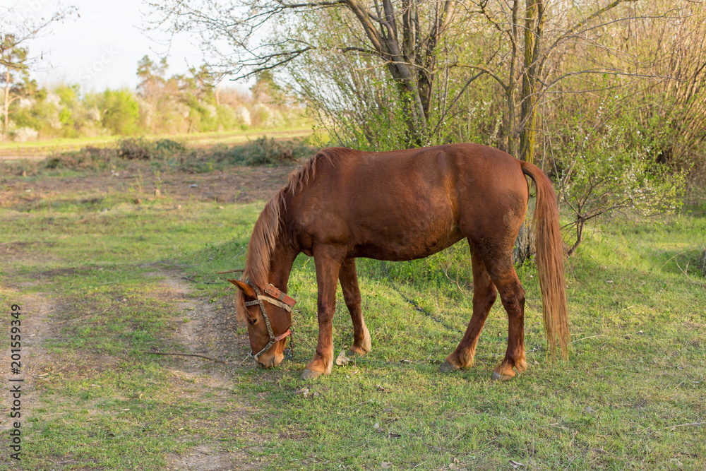 Fototapeta premium Beautiful horse grazing in a meadow, Portrait of a brown horse
