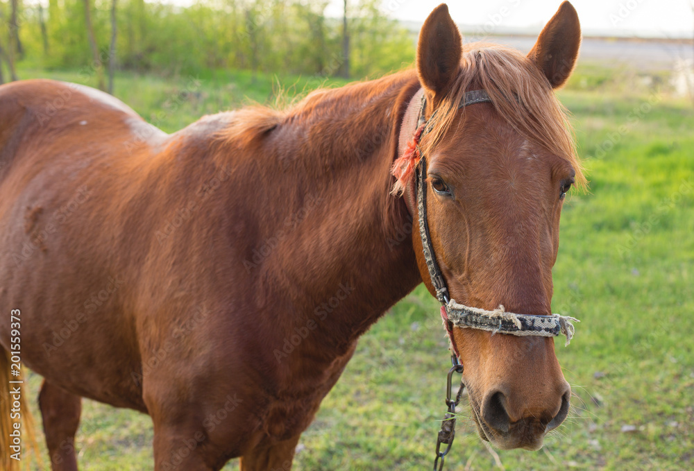Beautiful horse grazing in a meadow, Portrait of a brown horse Beautiful horse grazing in a meadow, Portrait of a brown horse