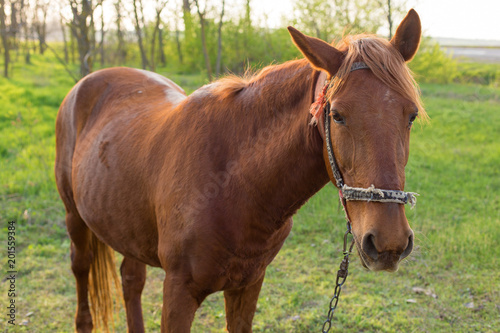 Fototapeta Naklejka Na Ścianę i Meble -  Beautiful horse grazing in a meadow, Portrait of a brown horse