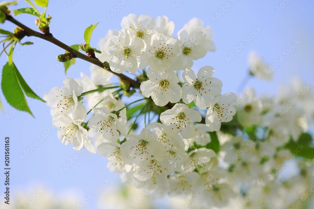 White blossoms of cherry tree on a sunny day, blue sky, green leaves, daylight