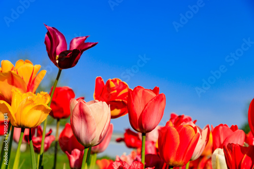 Fototapeta Naklejka Na Ścianę i Meble -  Red tulips on a field with blue sky and sunshine