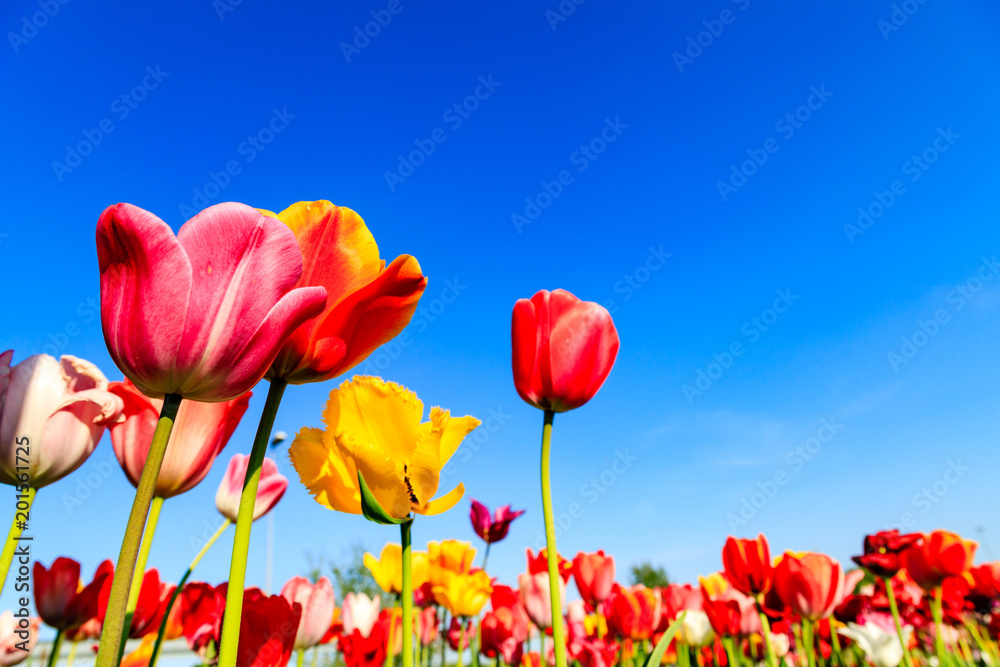 Red and yellow tulips in the sunshine on a meadow Red and yellow tulips in the sunshine on a meadow