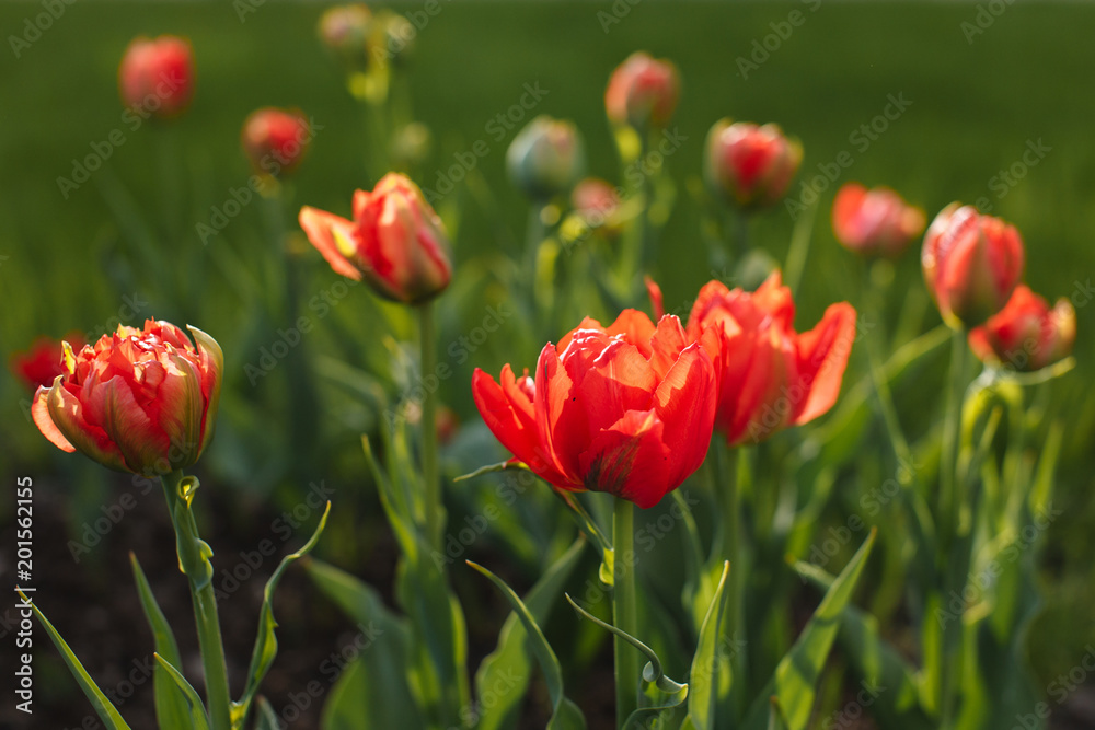 Fototapeta premium tulips