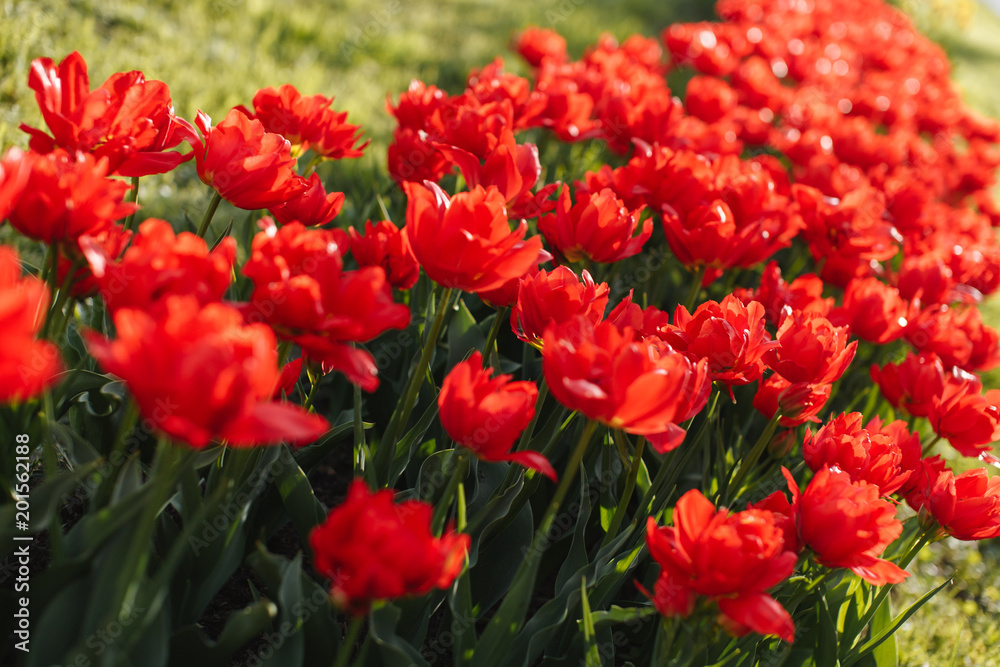 Fototapeta premium tulips