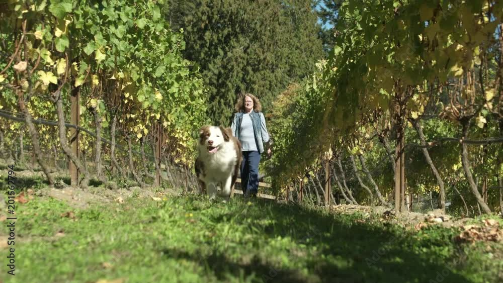 Mid adult woman walking among grape vines with two dogs Mid adult woman walking among grape vines with two dogs