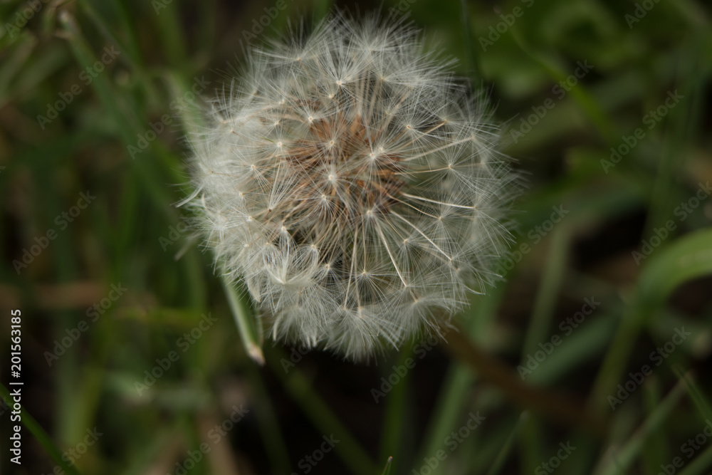 Fototapeta premium set 03