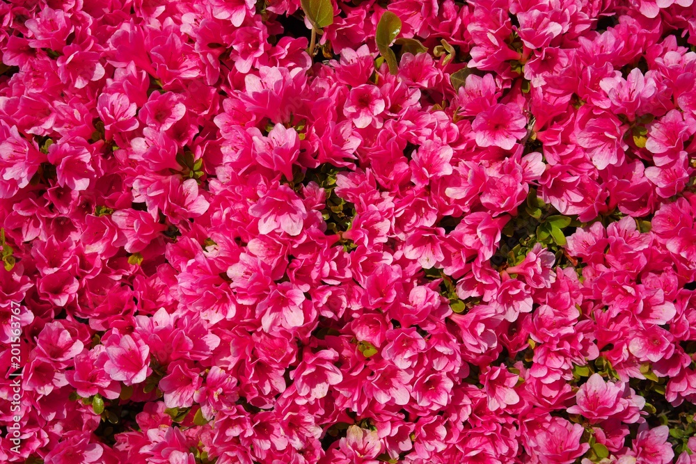 Tokyo,Japan-April 20,2018: Flower carpet of azalea in Japan
Tokyo,Japan-April 20,2018: Flower carpet of azalea in Japan