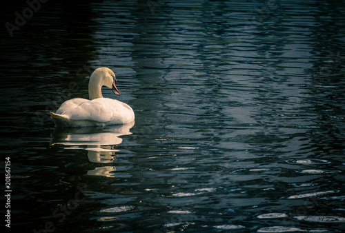 The Swan