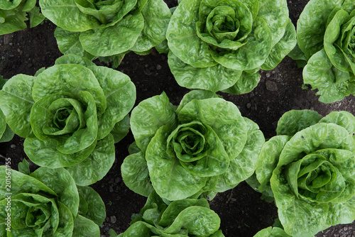 Lettuce growing in greenhouse