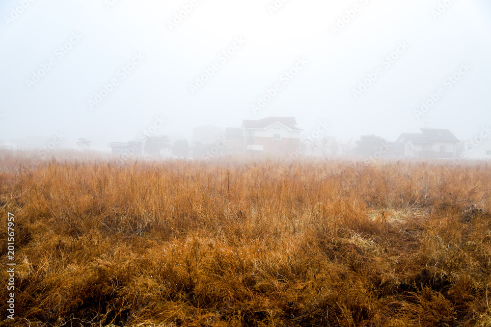 a foggy landscape